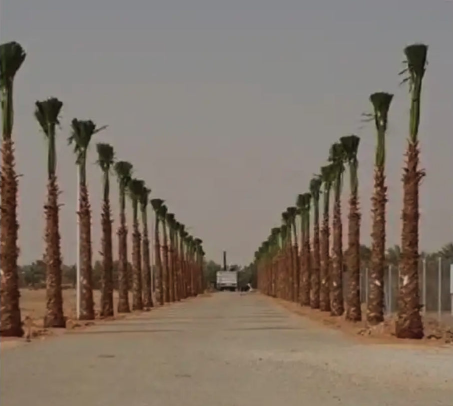 متوفرجميع انواع أنخيل للبيع