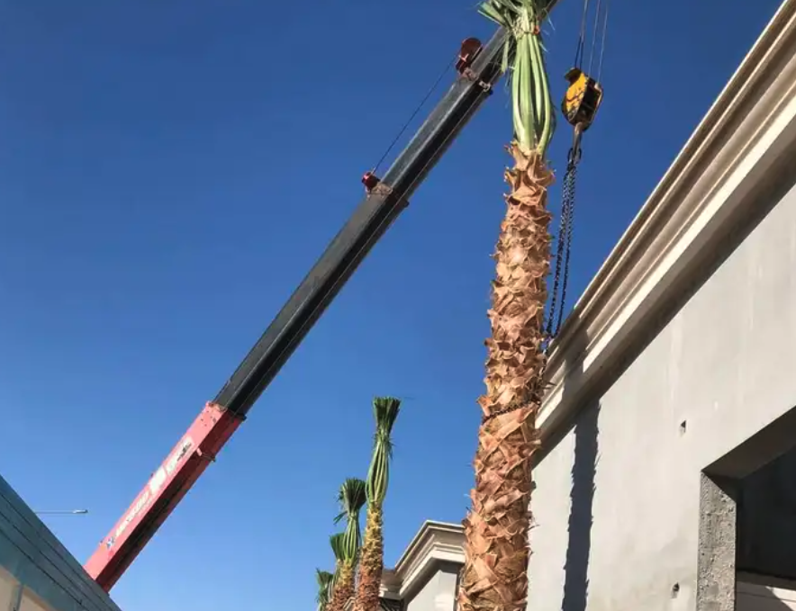 نخيل واشنطني ونخيل عربي