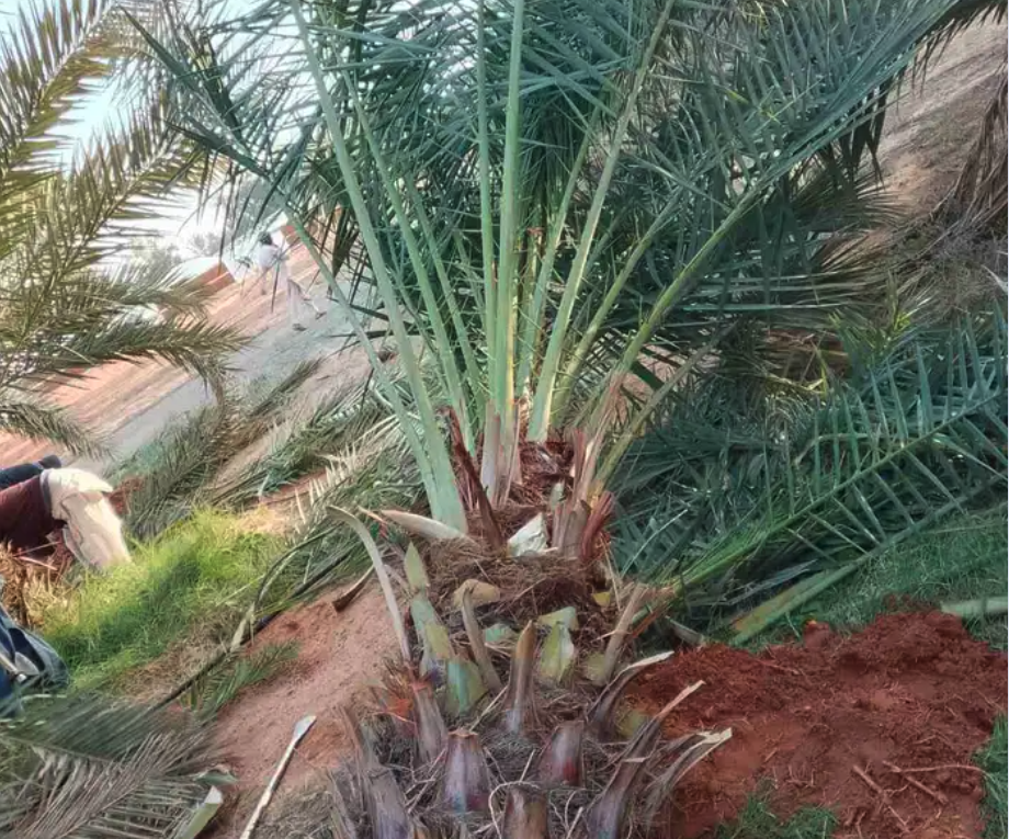 نخل للبيع جثايث نقايل فروخ