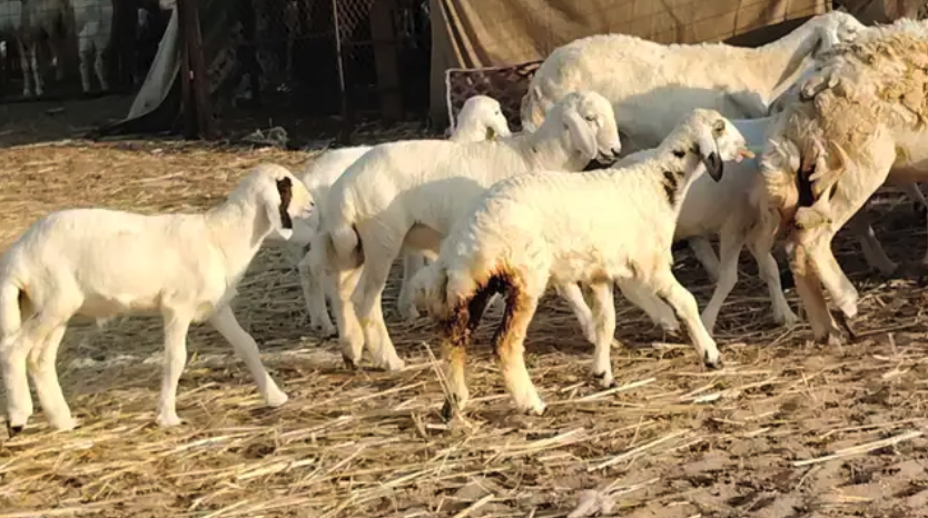 غنم حريه خلفات حرش 17 بالفحل تحتها 16 بهمها طيب وقيامه طيب