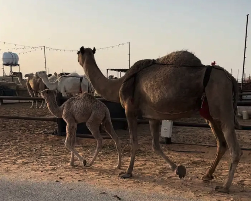 خفوت خلفه صفرا البيع بدون بنتها