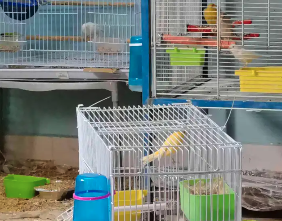 7 كناري اناث و ذكور للبيع (جمله)