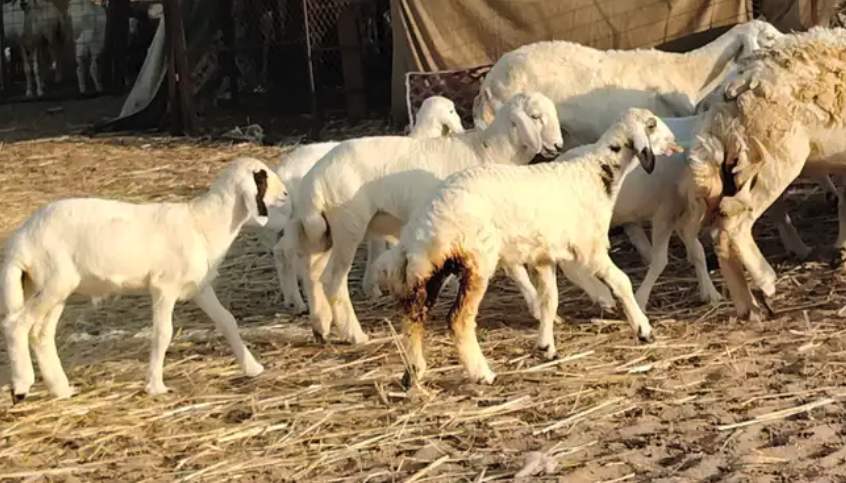 غنم حريه خلفات حرش 17 بالفحل تحتها 16 بهمها طيب وقيامه طيب