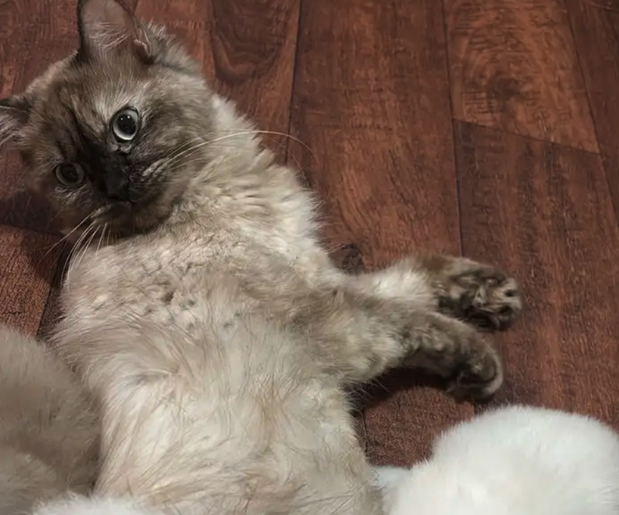 قطه مع عيالها ثلاثه للبيع