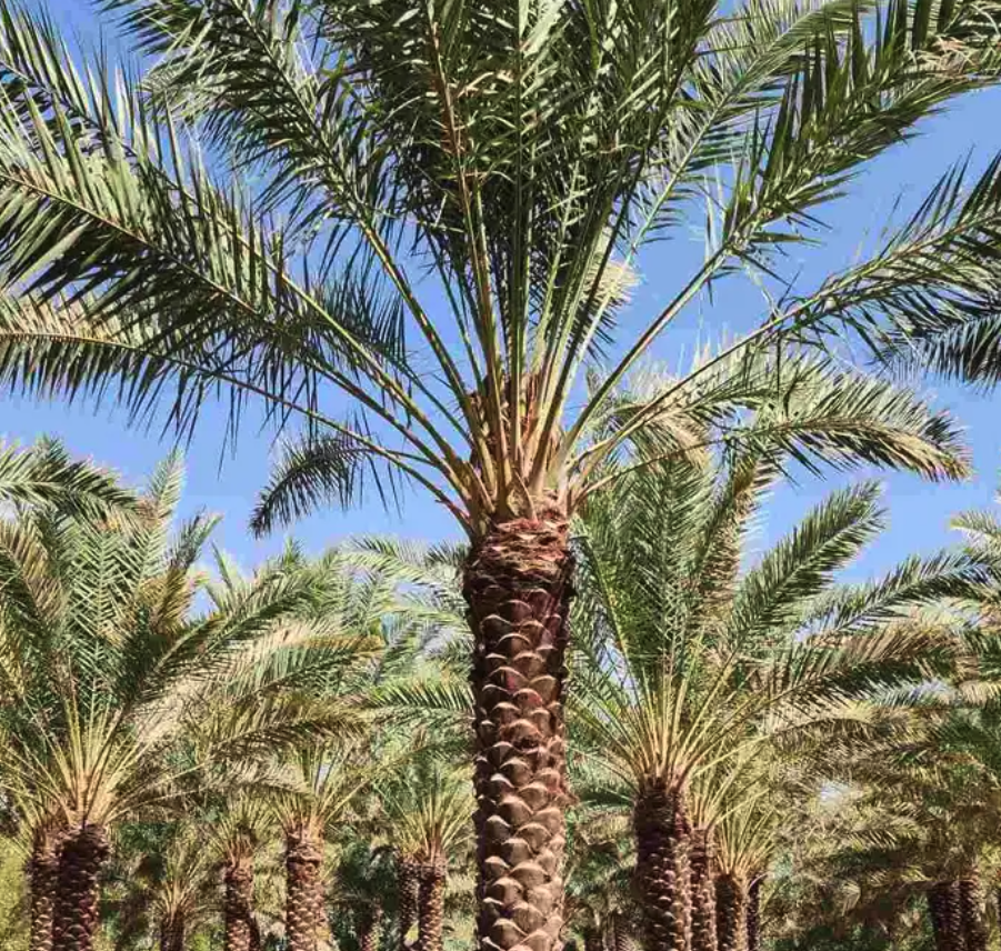 متوفرجميع انواع أنخيل للبيع