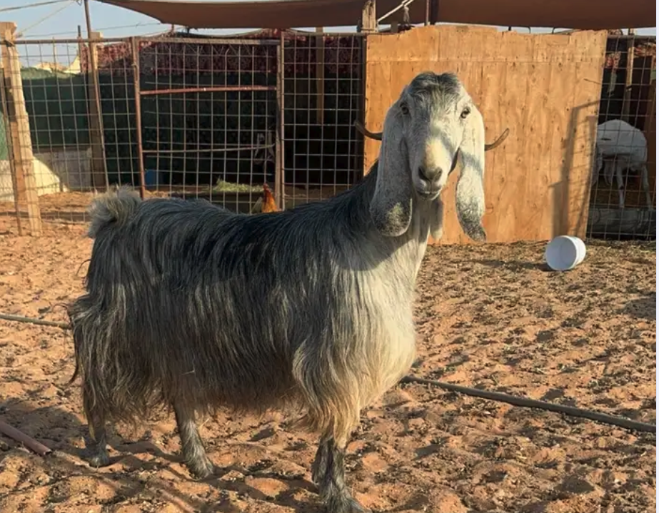 عنز حايل ذبيحة ثلاجة