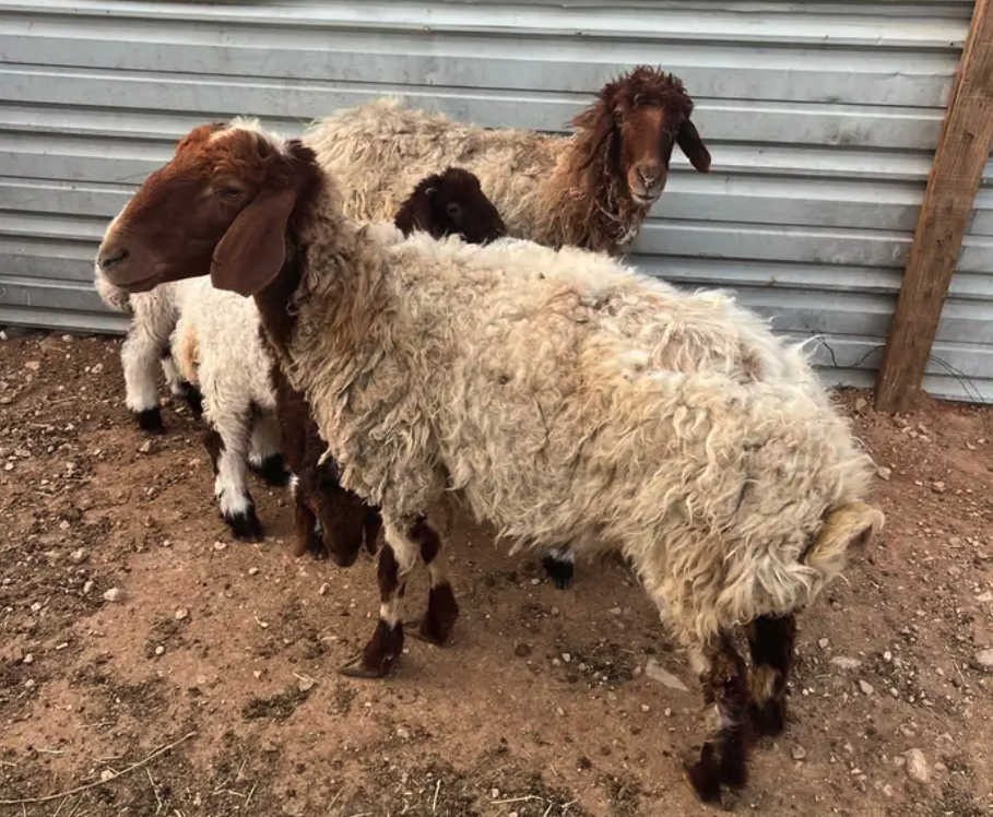 شاتين نعيم متاومه