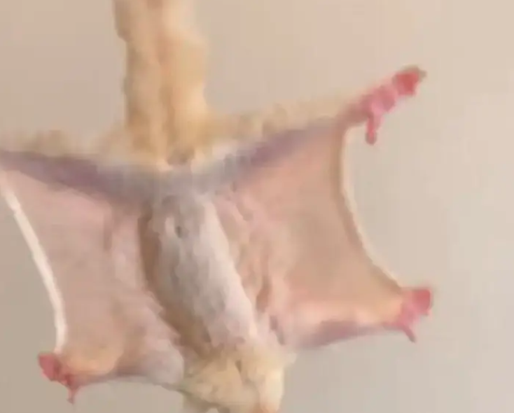 زوج سناجب شوقر قلايدير اليفه وتاكل من اليد