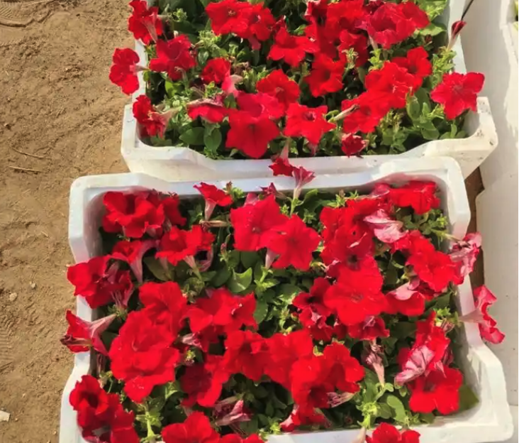 مشتل مشاتل الرياض