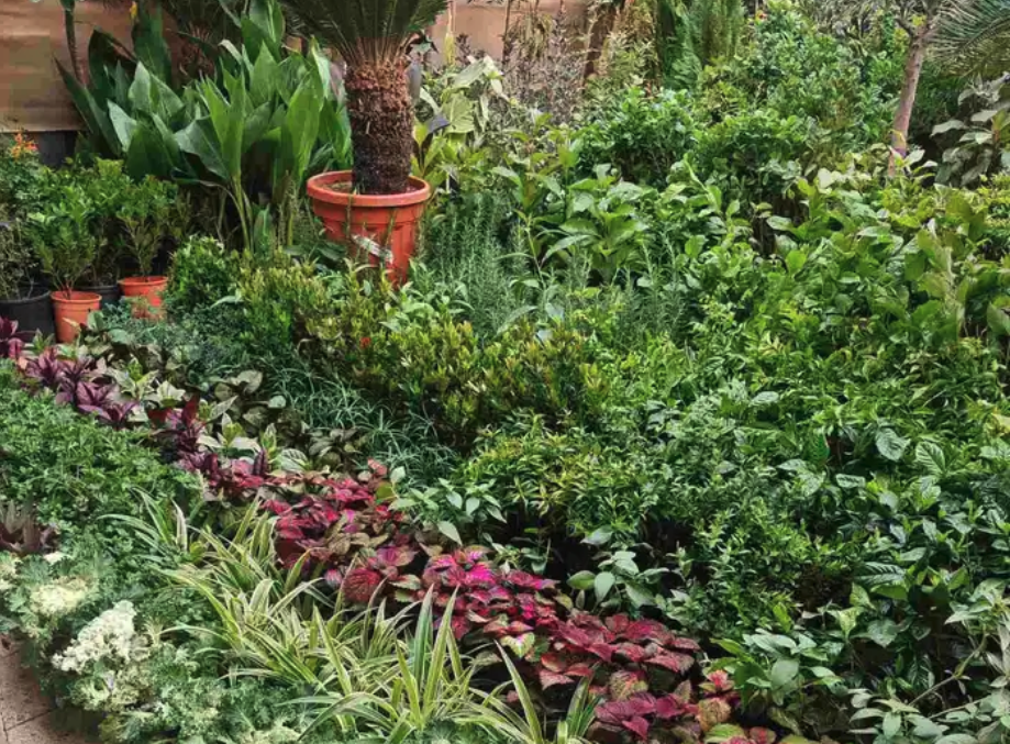 الزراعة الثيل الطبيعي وتركيب شبكات الري العادي والاتوماتيك