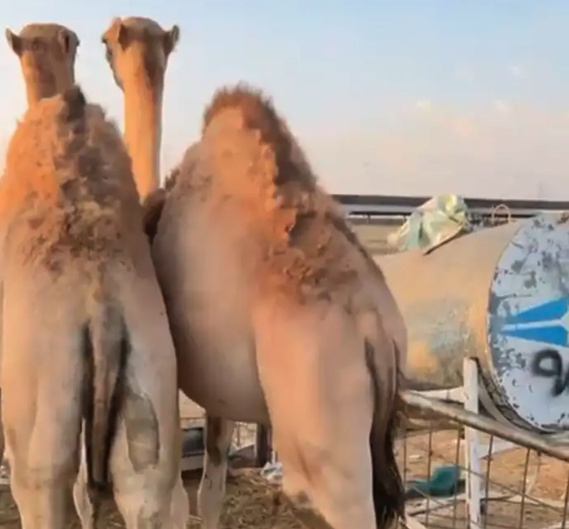 قعدان مغلقه الموقع نجران