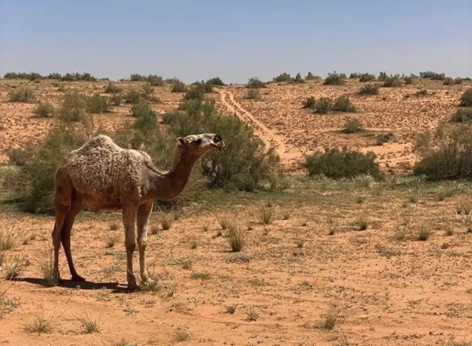 للبيع البكره الكفو