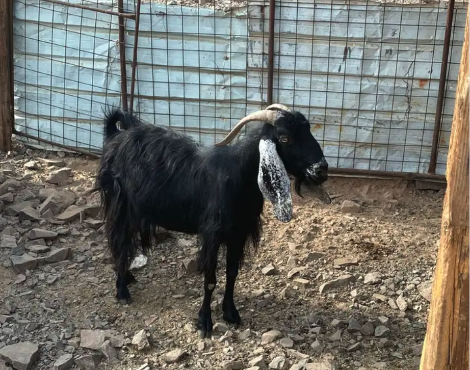 جفره والد وعنز دافع