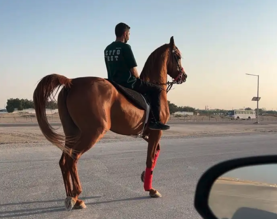 فرس شعبيه تحتها مهره