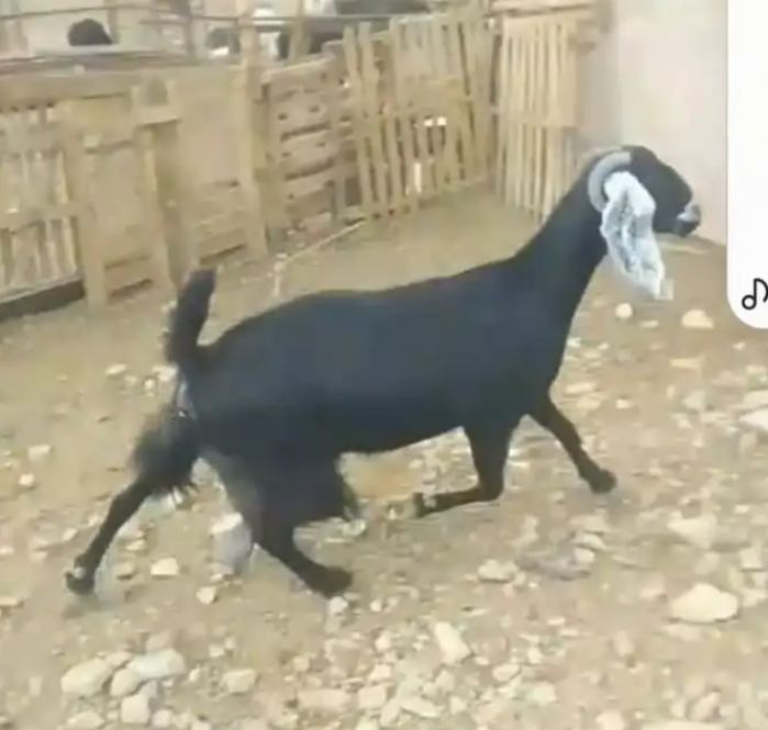 معزة للبيع