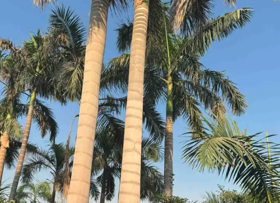 نخل بجميع انواعه ومقاساته زينه وعربي