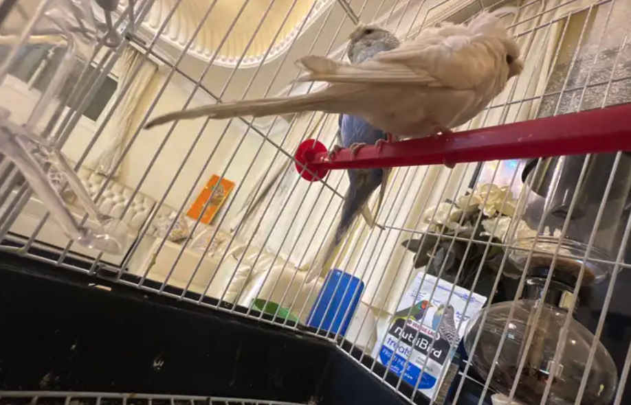 جوز طيور الحب هوقو