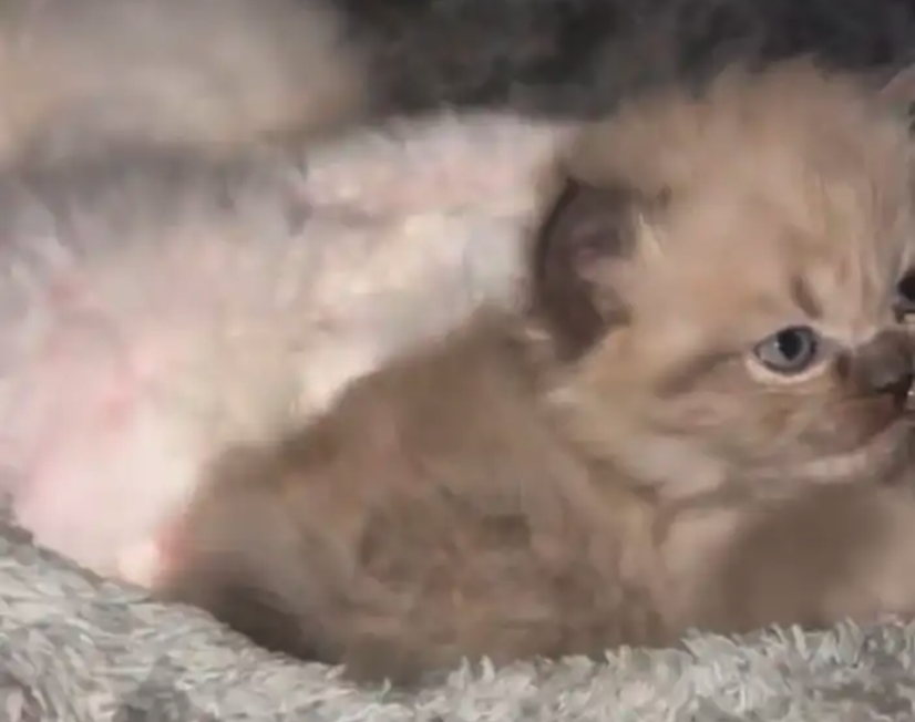 قطه مع عيالها ثلاثه للبيع