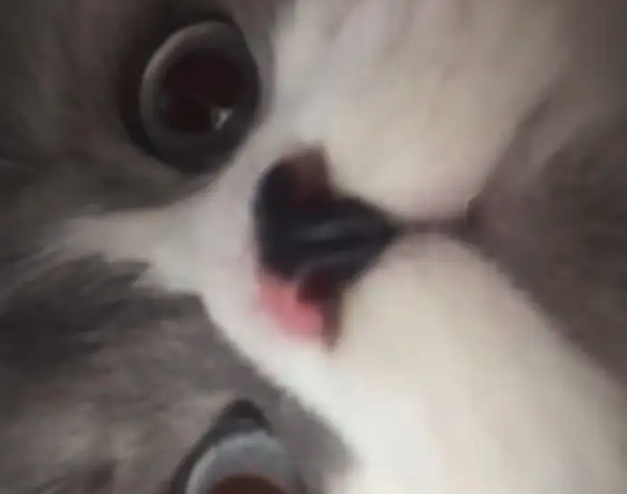 قط ذكر ضايع