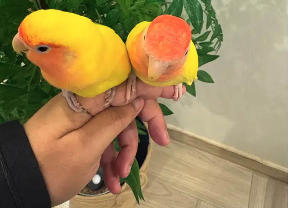 للبيع جوز روز اليف