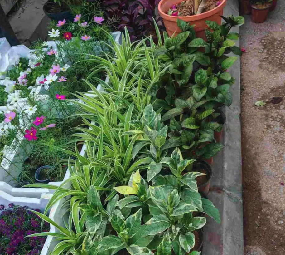 الزراعة الثيل الطبيعي وتركيب شبكات الري العادي والاتوماتيك