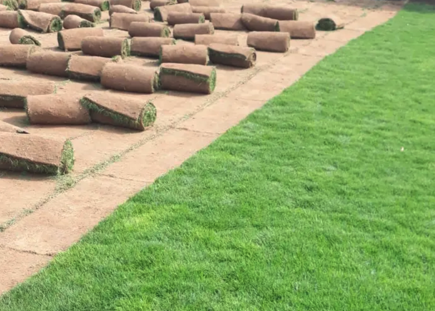 نجيله خضراء طبيعيه