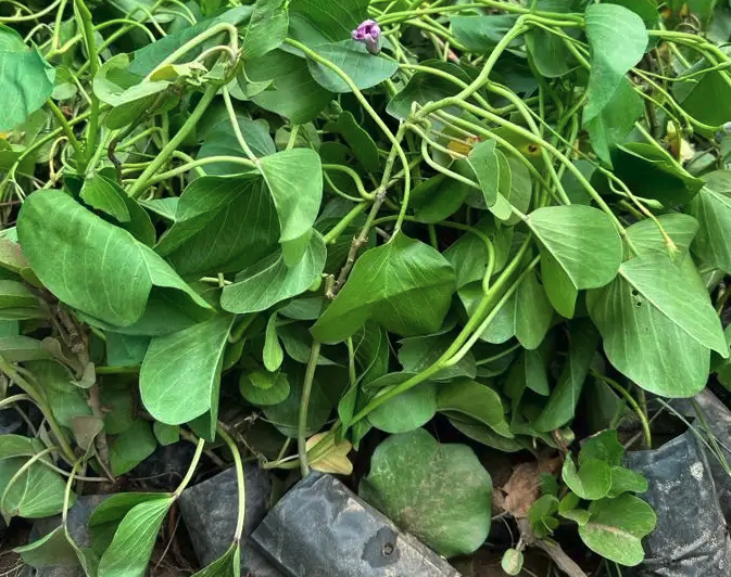 عرض شتلات الجمله 5000 شتله بريال و30 هلله شامل التوصيل 1.30