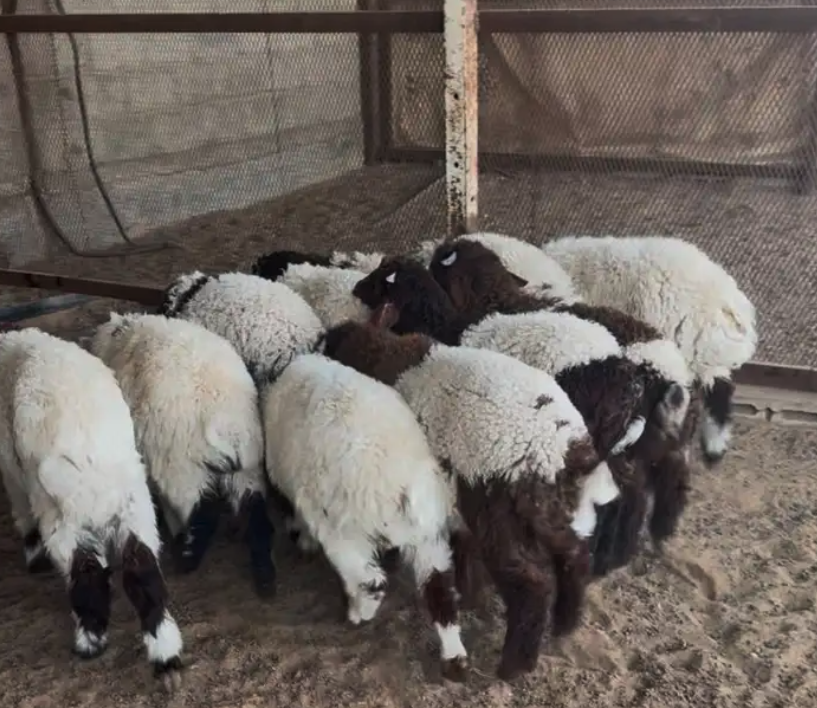 هرافي خروف صافي