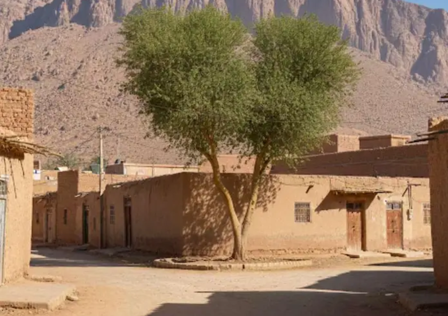 بذور شجر الارقان المغربية تتحمل حرارة مكه المكرمة