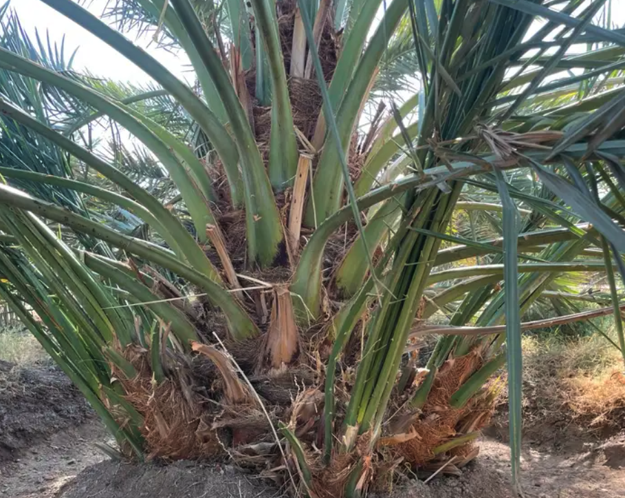 فسائل اصنى نخل عجوه