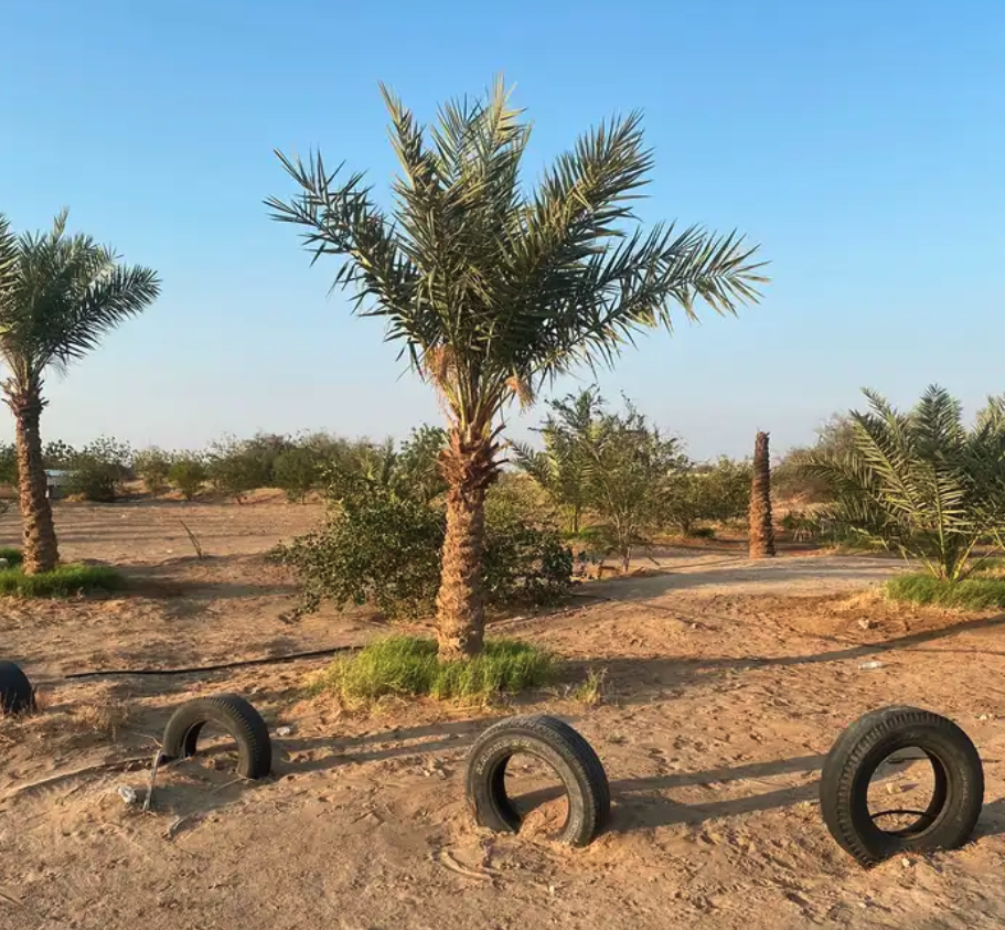 مزرعة و استراحة للإيجار السنوي