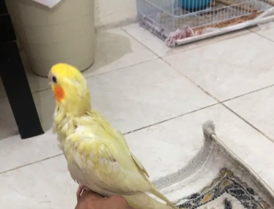 البيع طيور كروان اليف ذكر