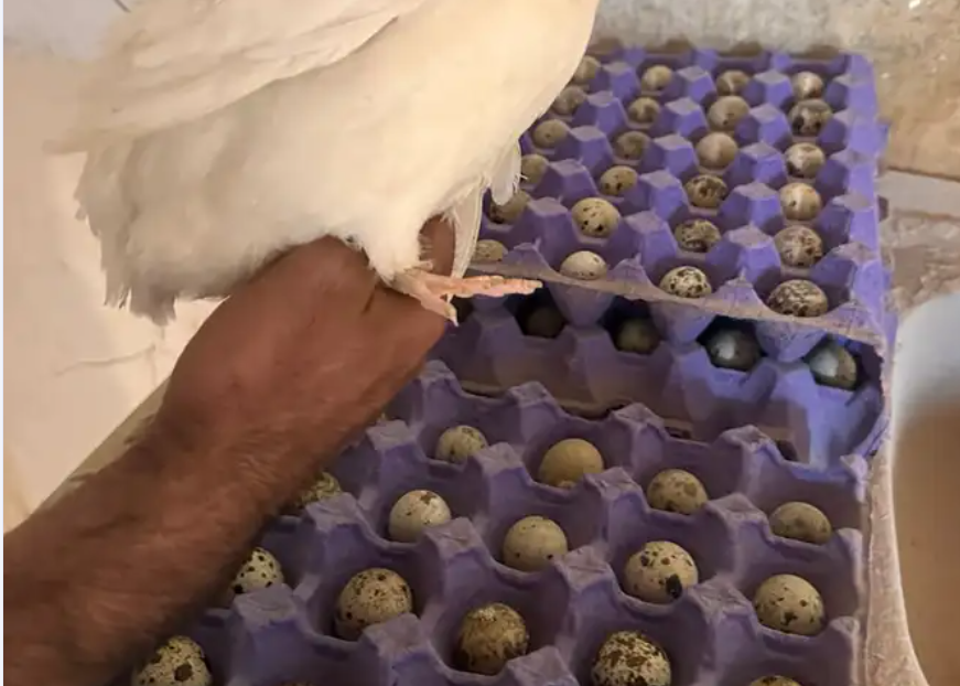 بيض سمان تكساس العملاق مخصب للبيع