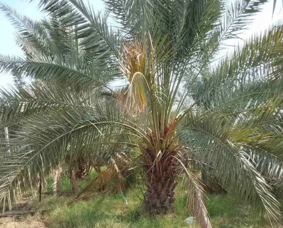 نخل للبيع جثايث نقايل فروخ