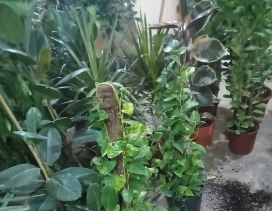 مشتل مشاتل الرياض