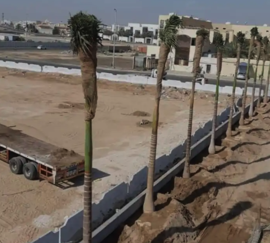 متوفرجميع انواع أنخيل للبيع