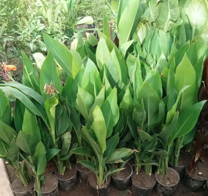 مشتل مشاتل الرياض