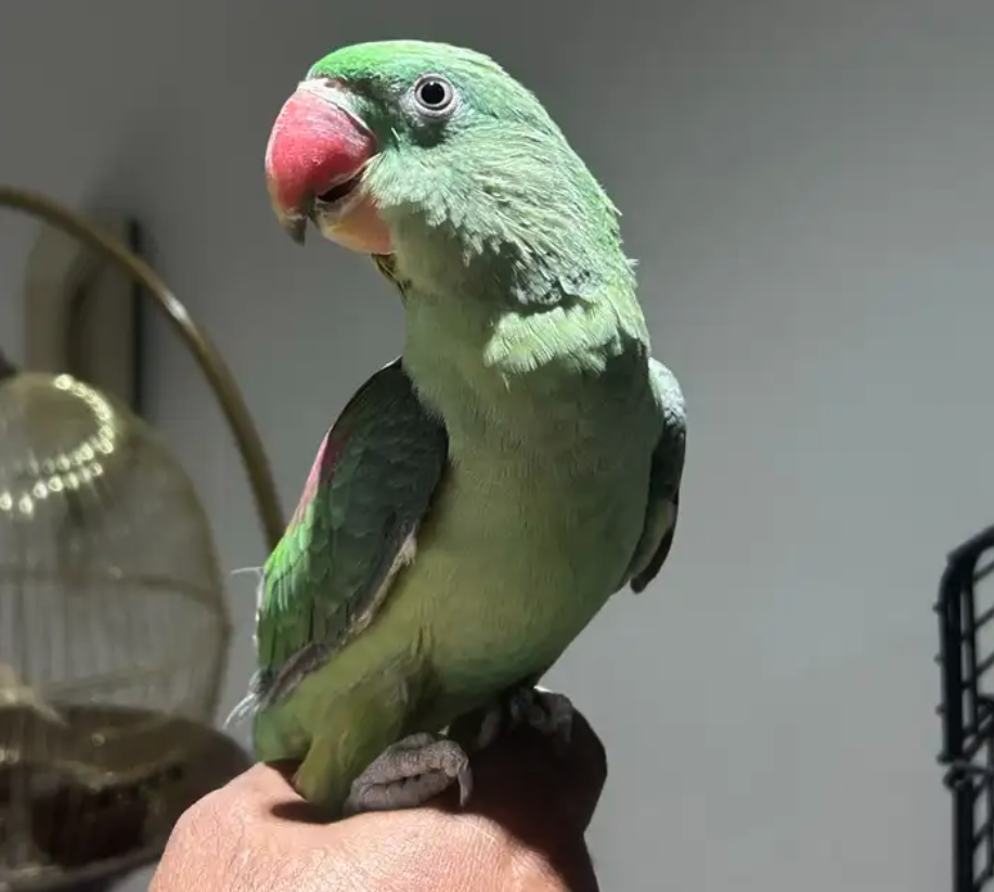 ببغاء نيبالي