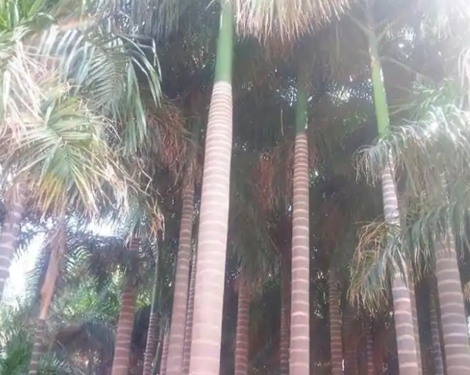 يوجد لدينا نخل ملوكي في جده بجميع المقاسات