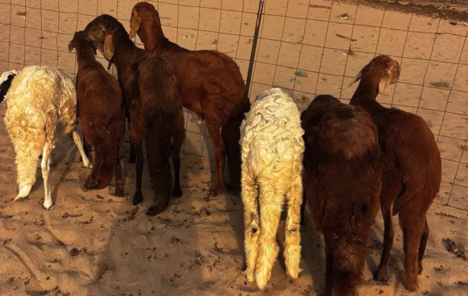 الشميسي طريق الخواجات