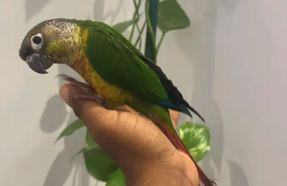 كنيور اليف وهدد نشبه شرط