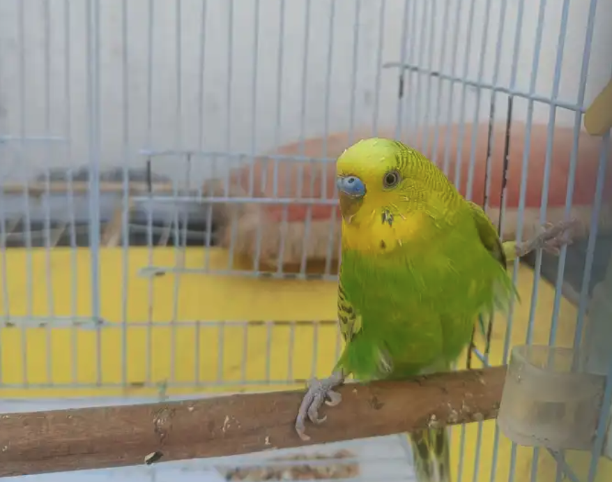 طائر بادجي للبيع