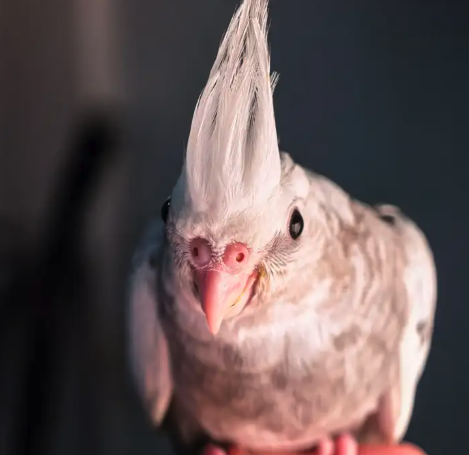 فروخ كوكتيل هولندي وايت فيس بيرل بايد