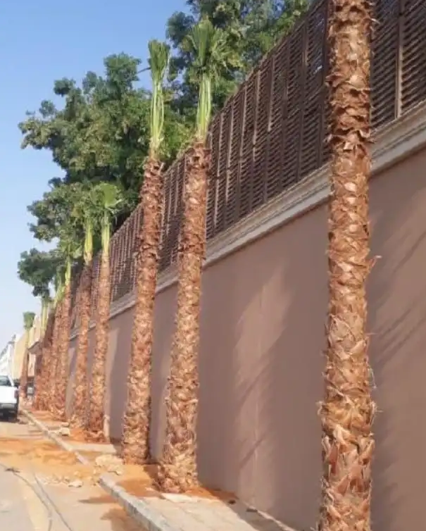 نخل واشنطني زينه امريكي