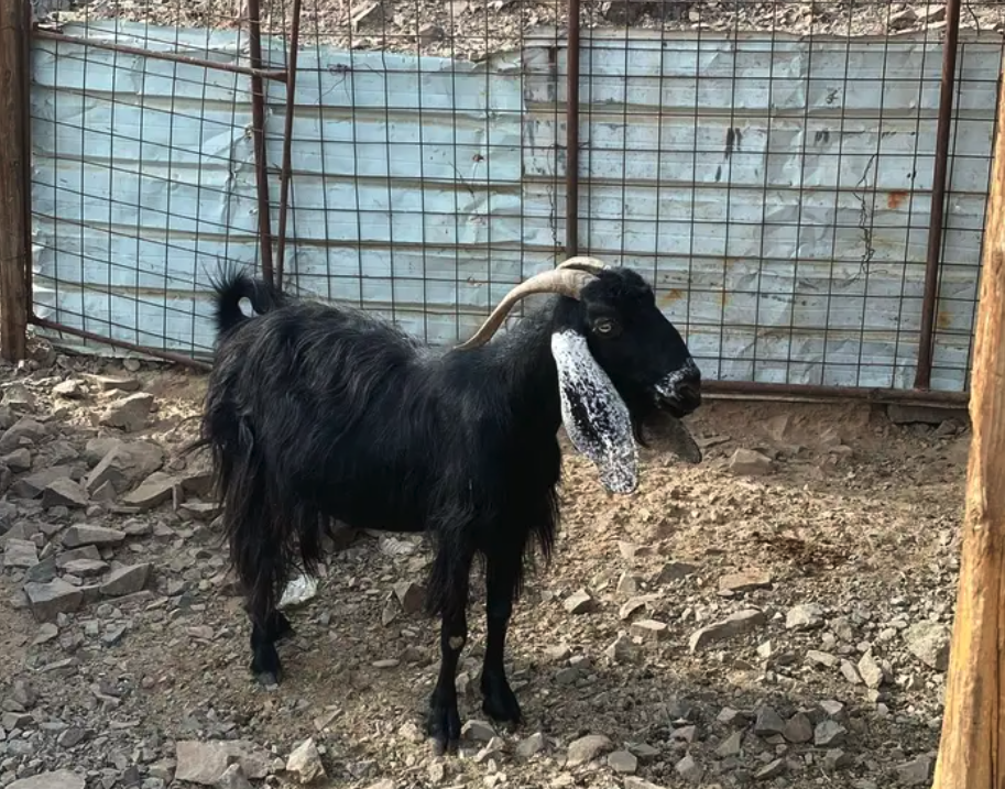 جفره والد وعنز دافع