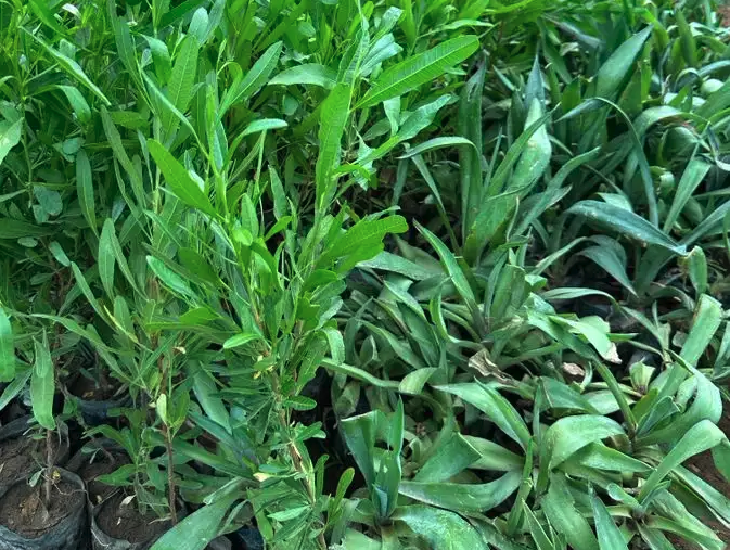 عرض شتلات الجمله 5000 شتله بريال و30 هلله شامل التوصيل 1.30