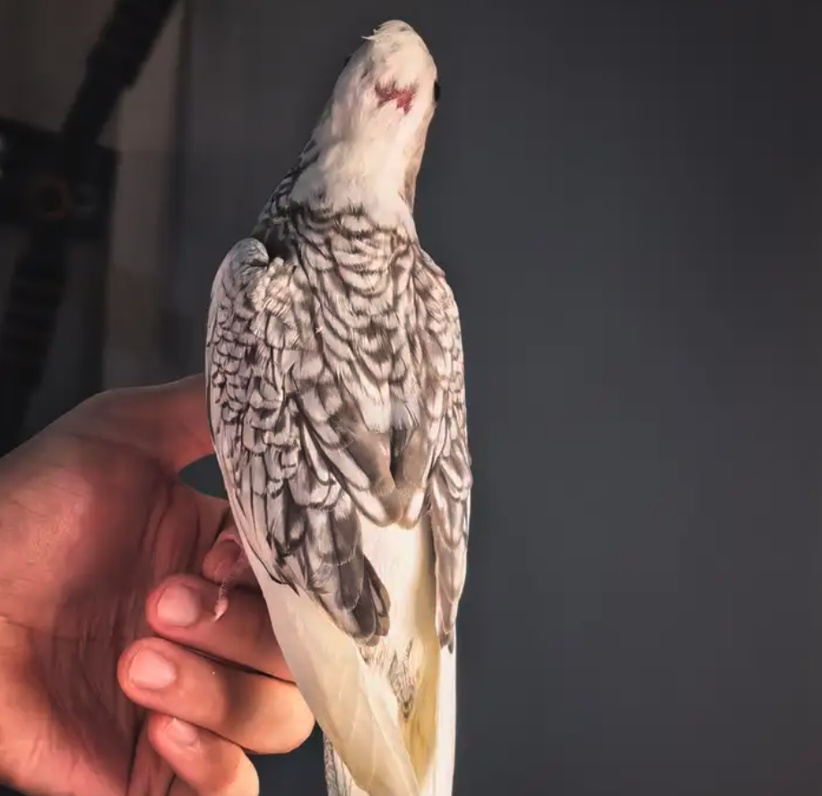 فروخ كوكتيل هولندي وايت فيس بيرل بايد