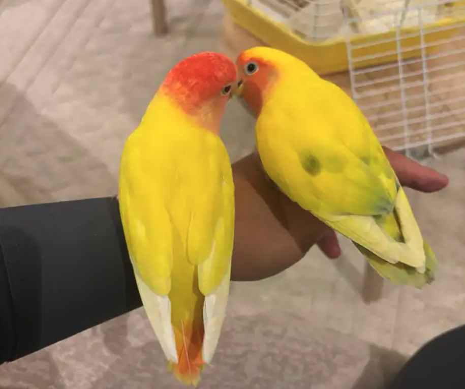 للبيع جوز روز اليف