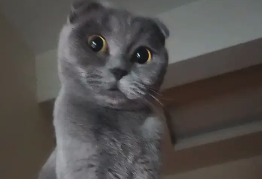 قطة مفقودة في الدرعية حي الخالدية مكافئة 1000 ريال