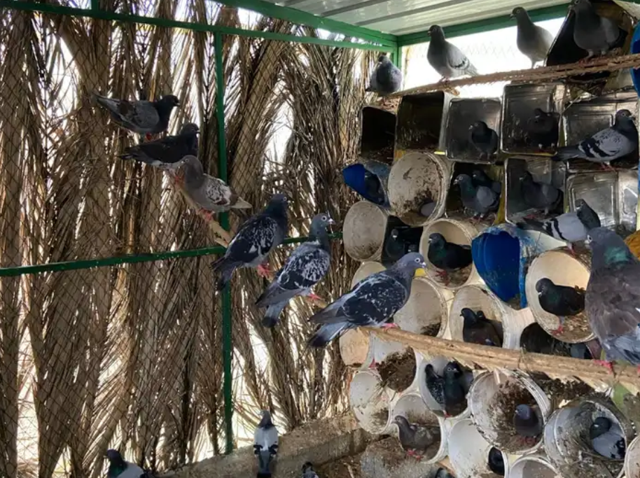 حمام زاجل
